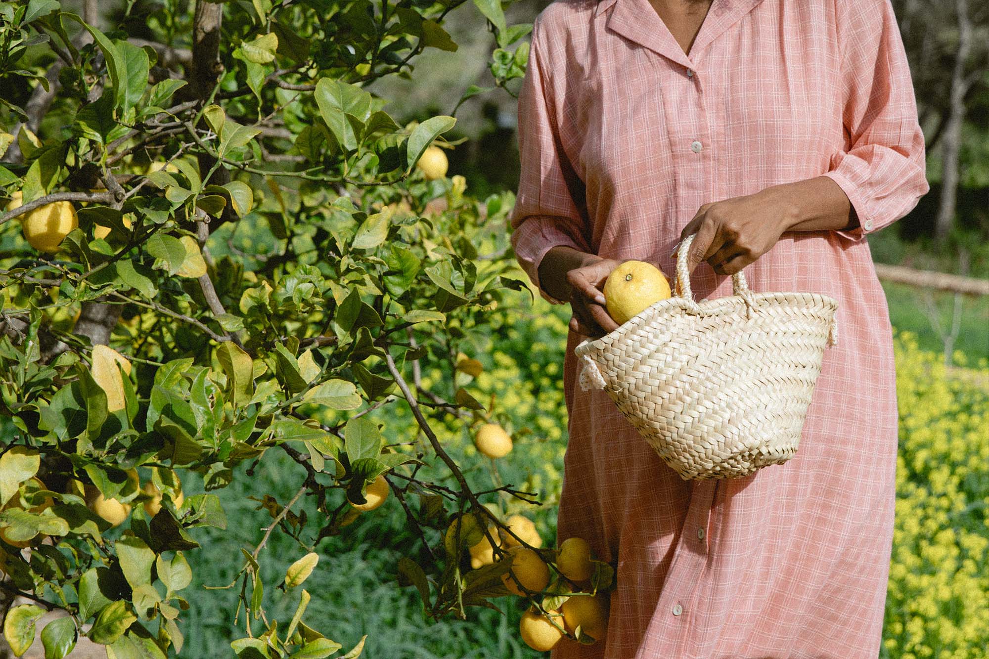 Close-up of model in the Blush Mist Dress picking lemons and holding a woven straw basket in a sunlit orchard.